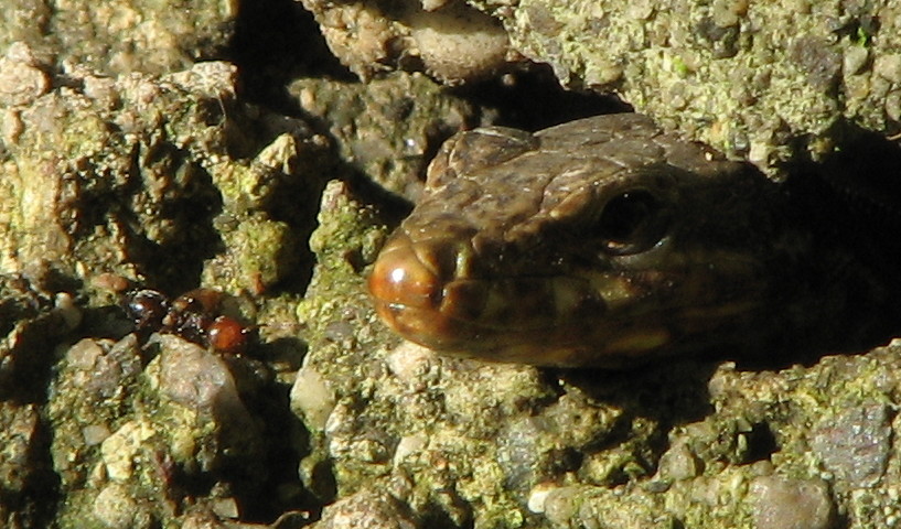 formica con la testa rossa: Crematogaster cfr scutellaris